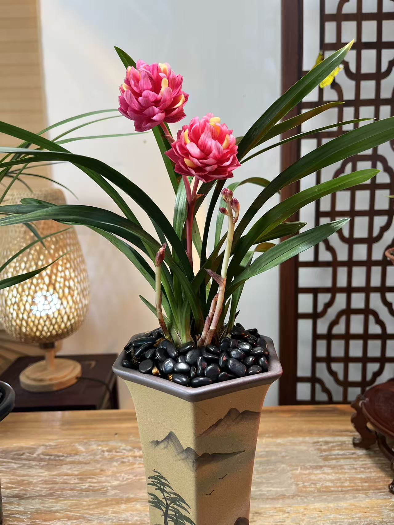 春剑红福牡丹稀有高端名贵奇花自然苗每年开2-3趟