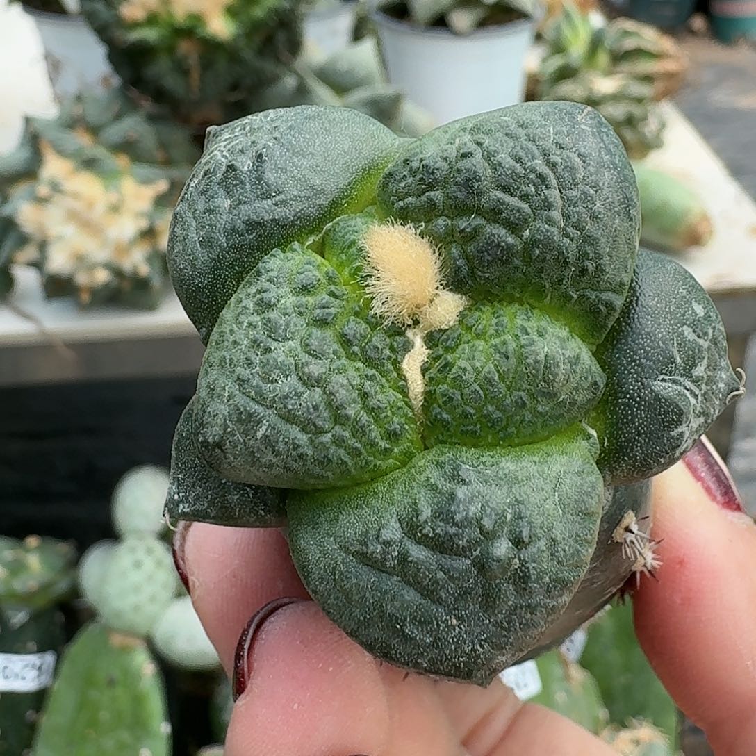 【闪购商品】无花朵大尤连山879