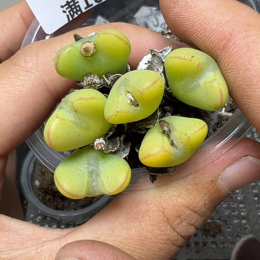 【闪购商品】258……