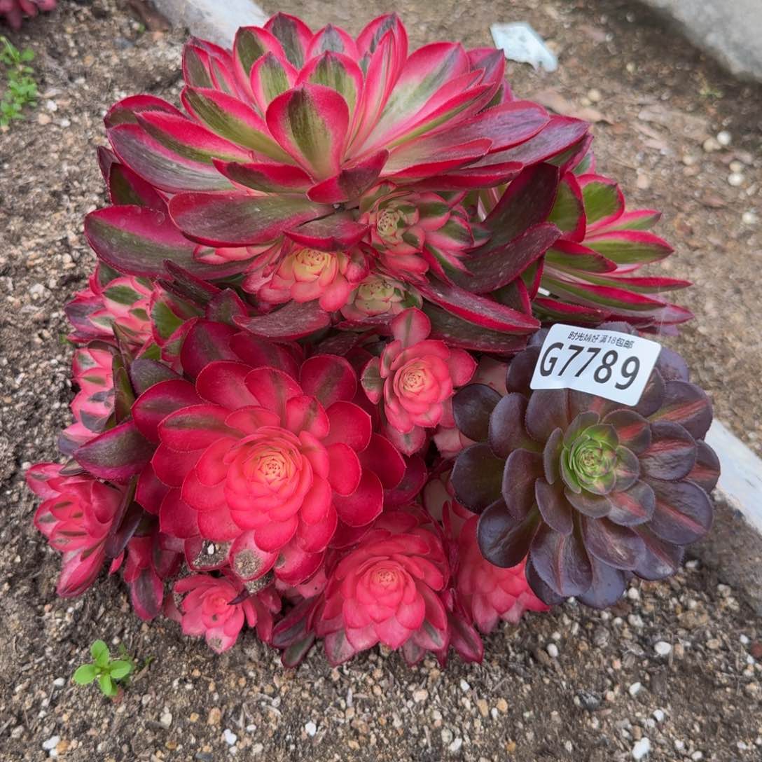 7789荔枝。多肉植物。