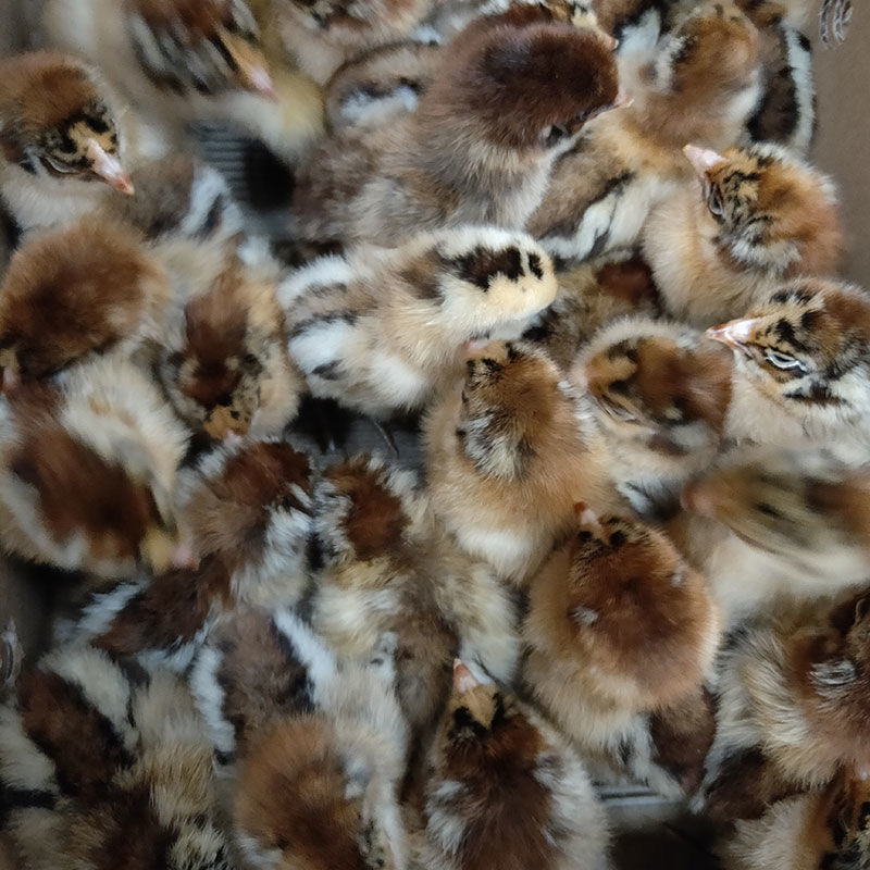 麻羽土鸡仔产绿壳蛋鸡（宠物活体）