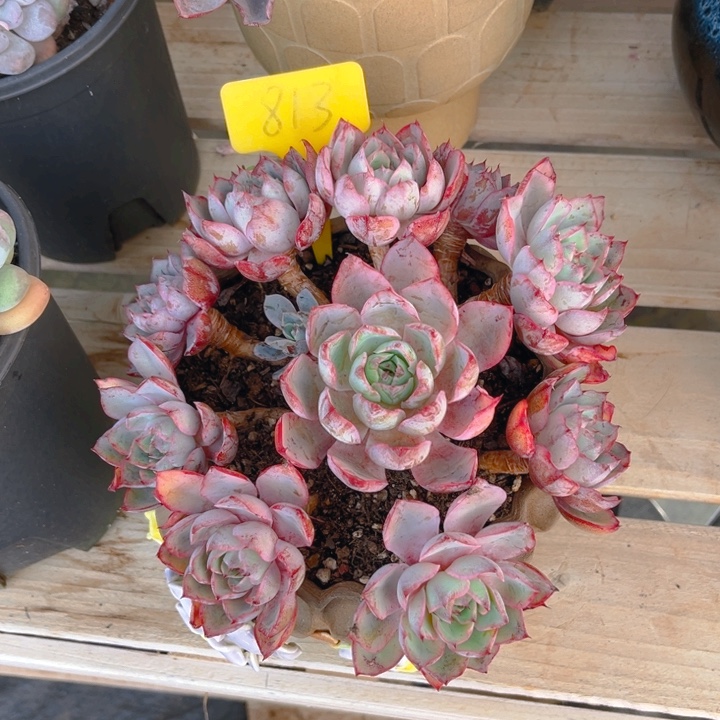赫拉多肉植物8 1 3