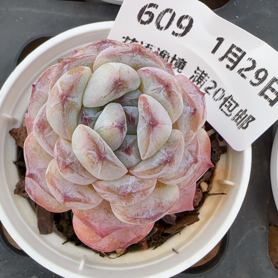 花语逸镜0129-609