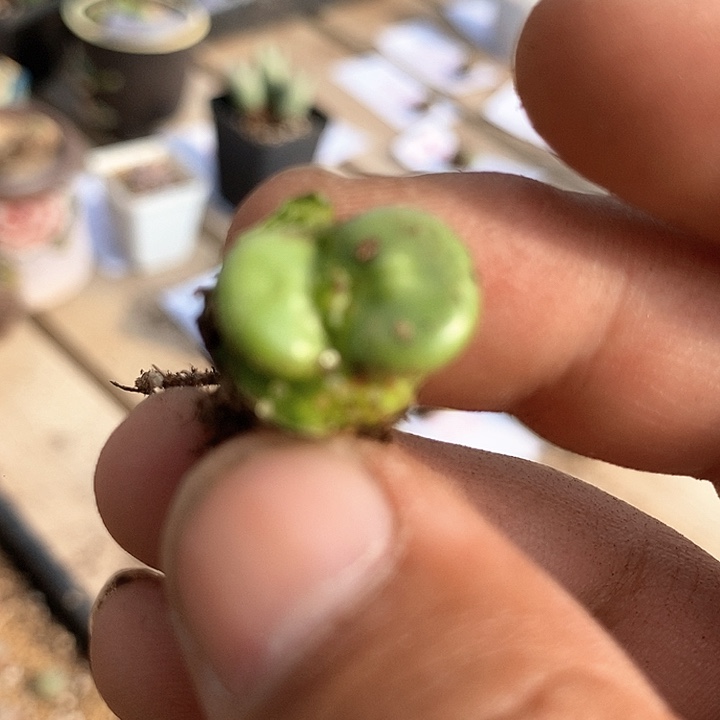 18684嘟嘟嘴一颗