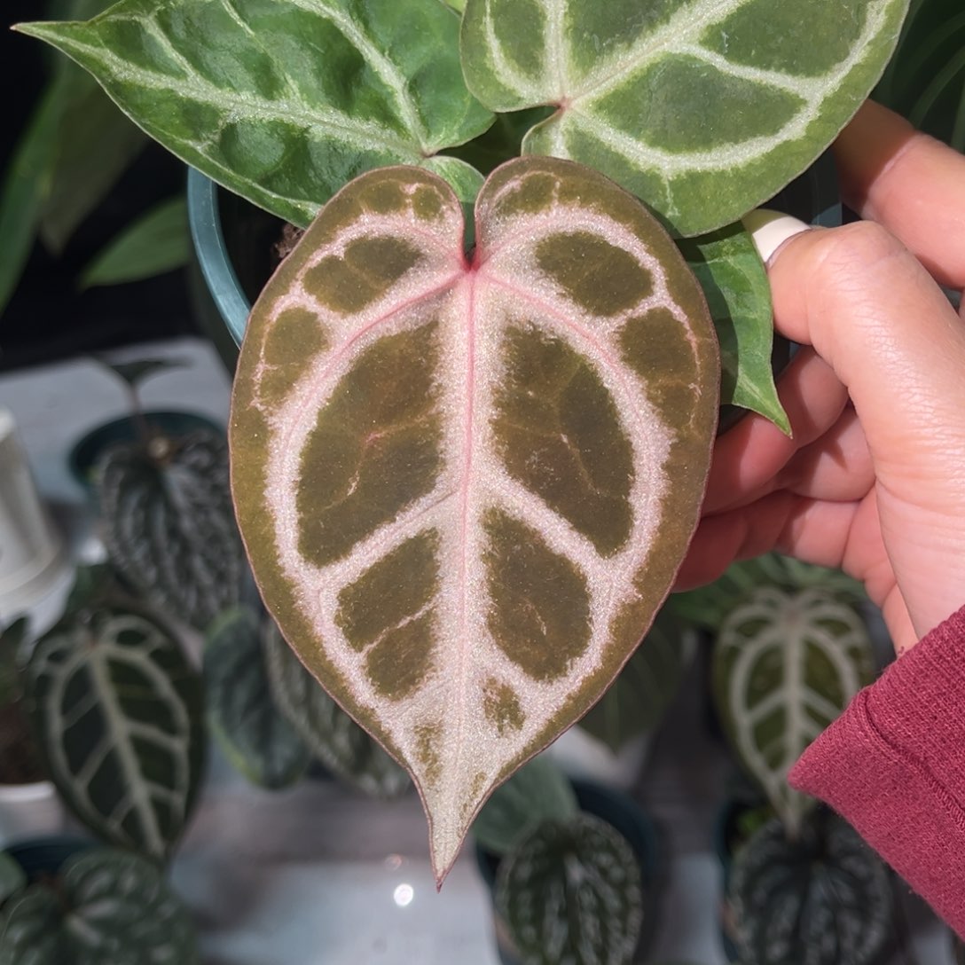 无花朵粉色面纱杂