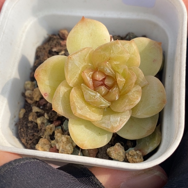 1207-536，糖心多肉