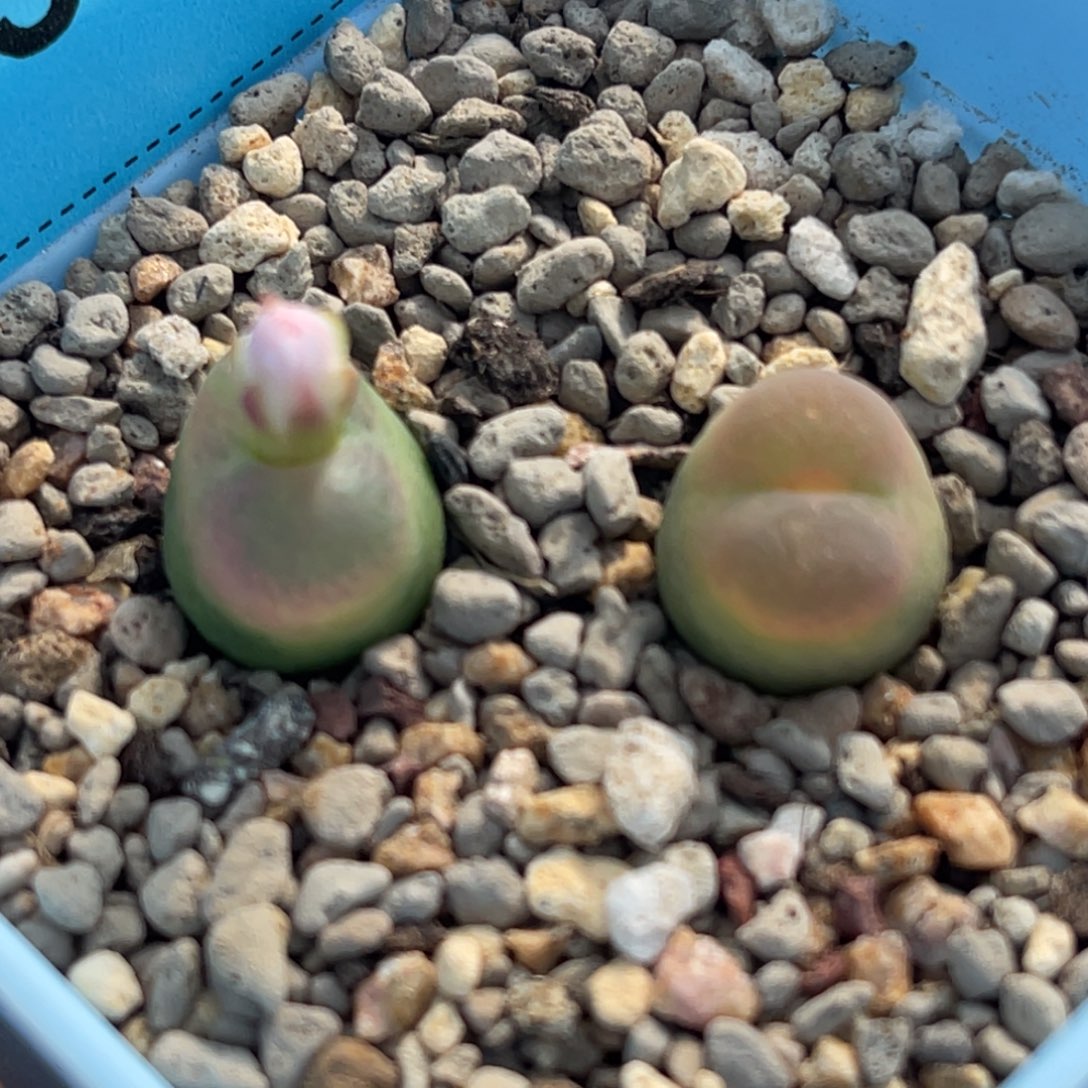 7524拉登毛两颗。  