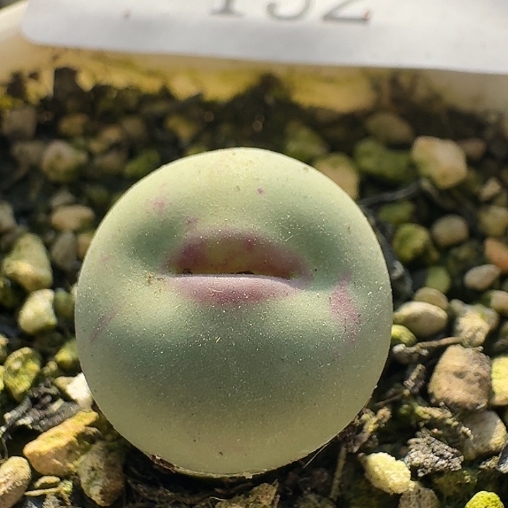 152 紫皮嘟嘟嘴 红嘴。