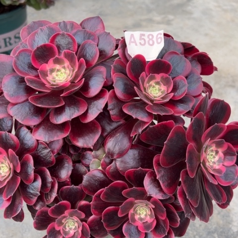 586凤冠25厘米左右