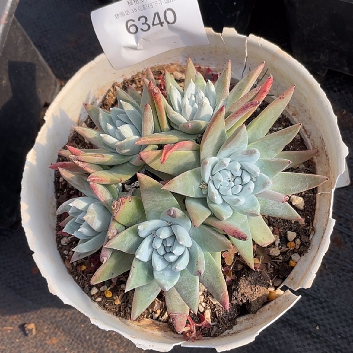 【闪购商品】亚*白雪姆