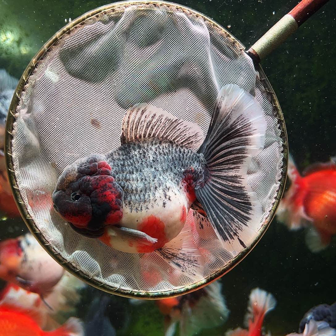 金鱼百褶泰狮冷水金鱼