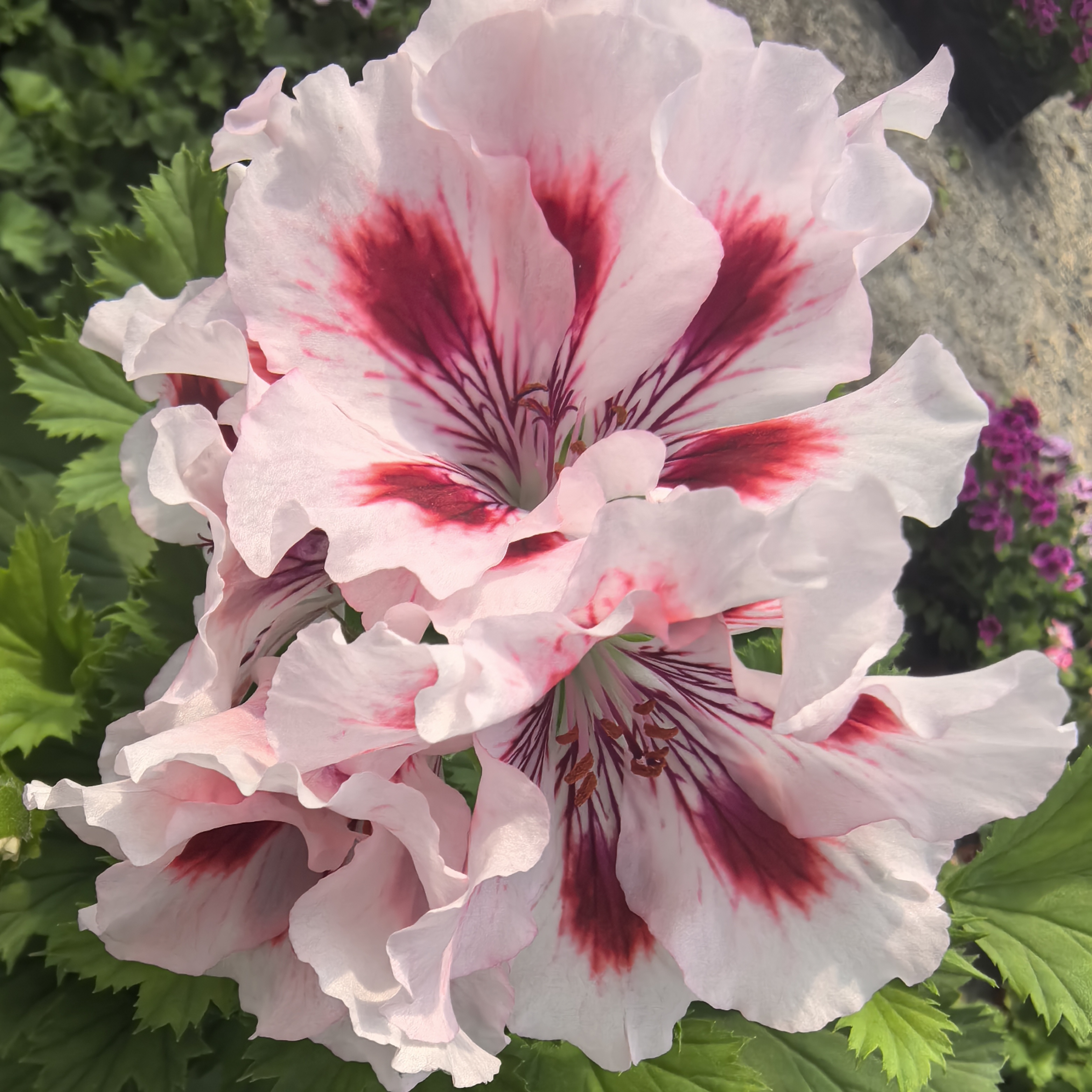 【阿兹特克】小黄家蝴蝶梅大花天竺葵