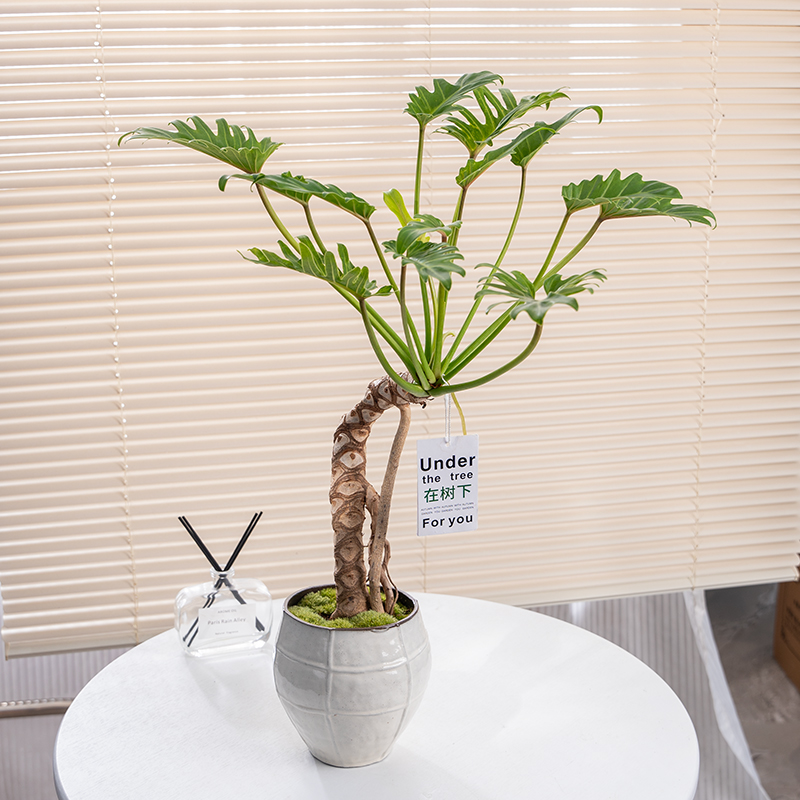 中古侘寂风龙鳞老桩小天使植物茶室内好养装饰盆栽净化空气绿植
