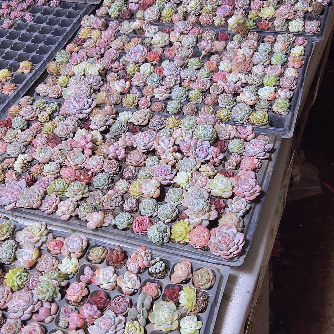 穴盘杂64颗无售后带盆发