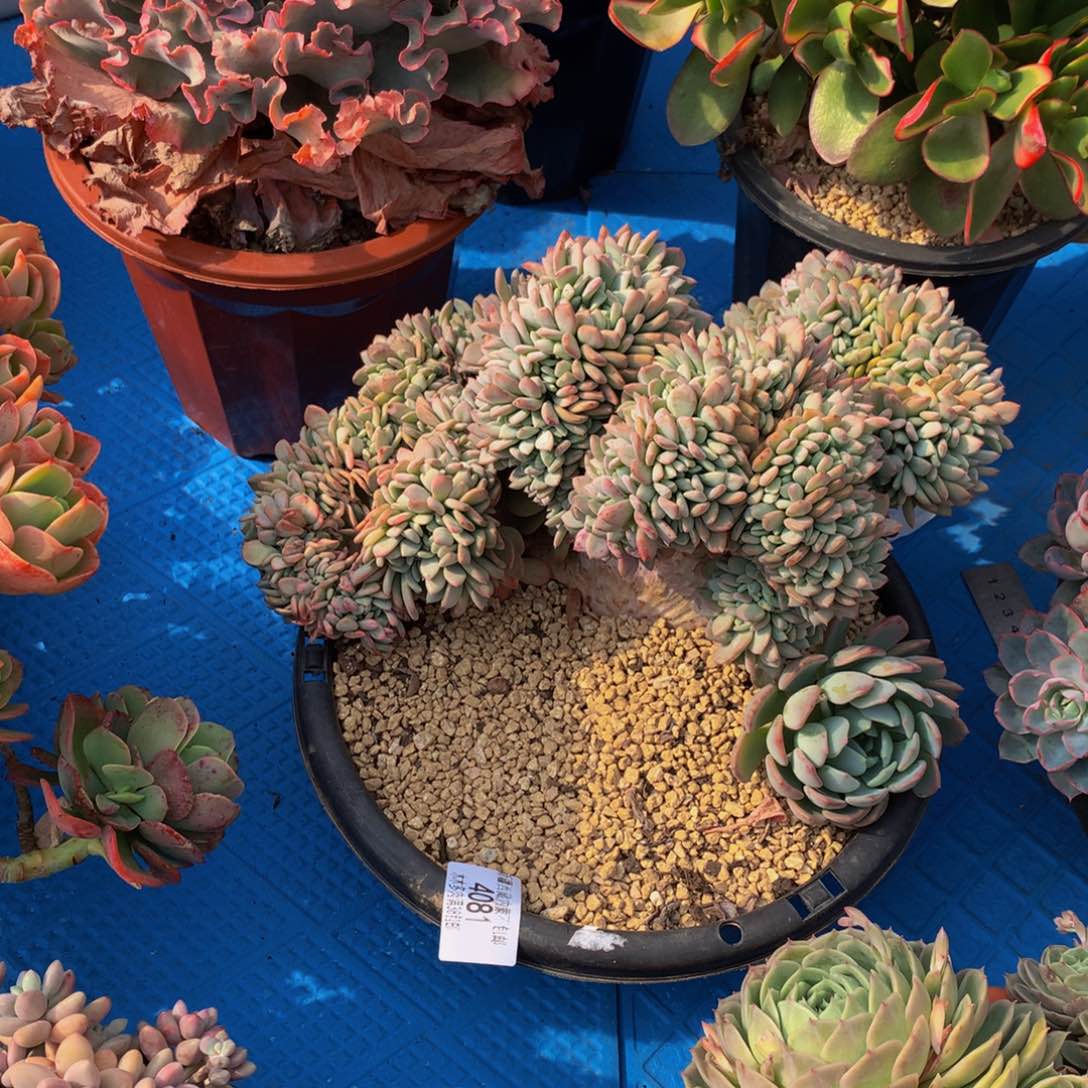 用****84081玛瑙缀化