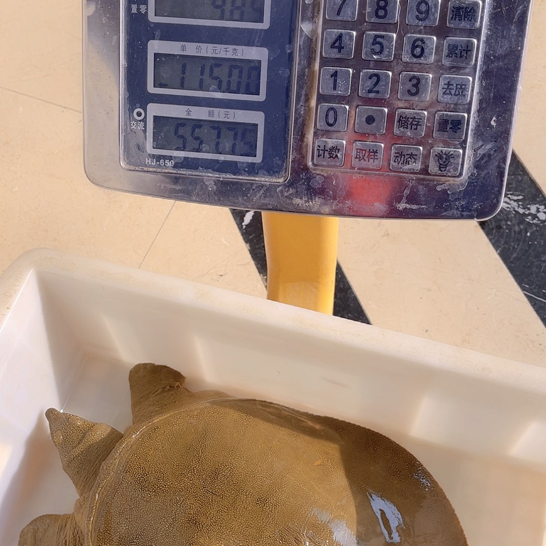 中国大陆野生甲鱼包邮百货