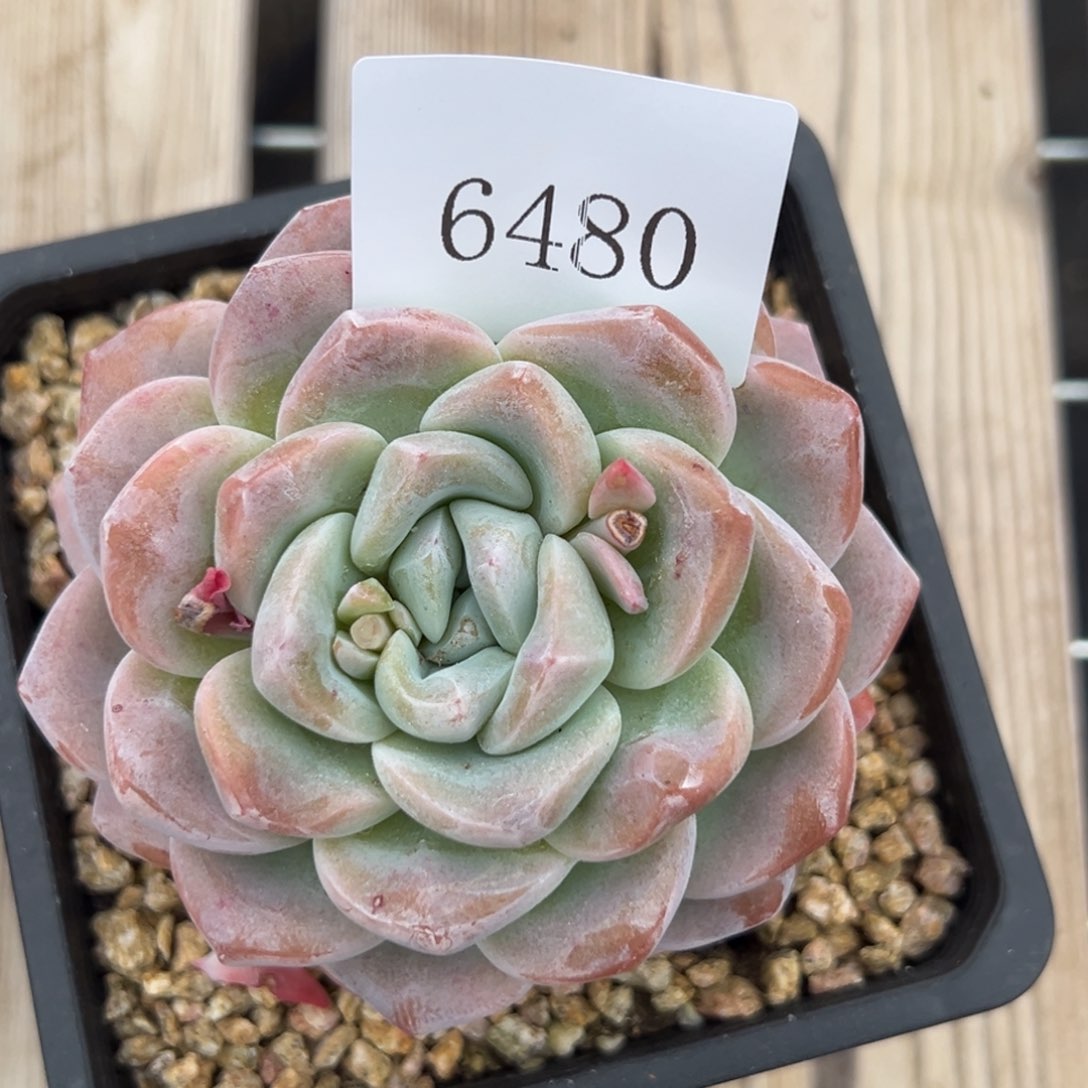 6480多肉多多的多多多多