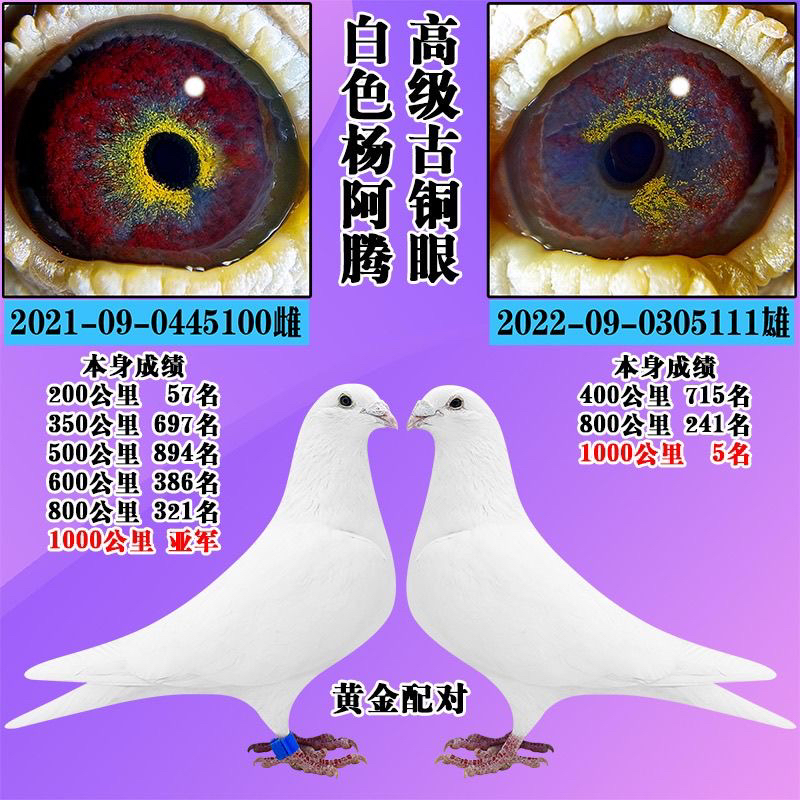 纯白色信鸽种鸽幼鸽沙漠珍珠眼精品赛鸽可家养