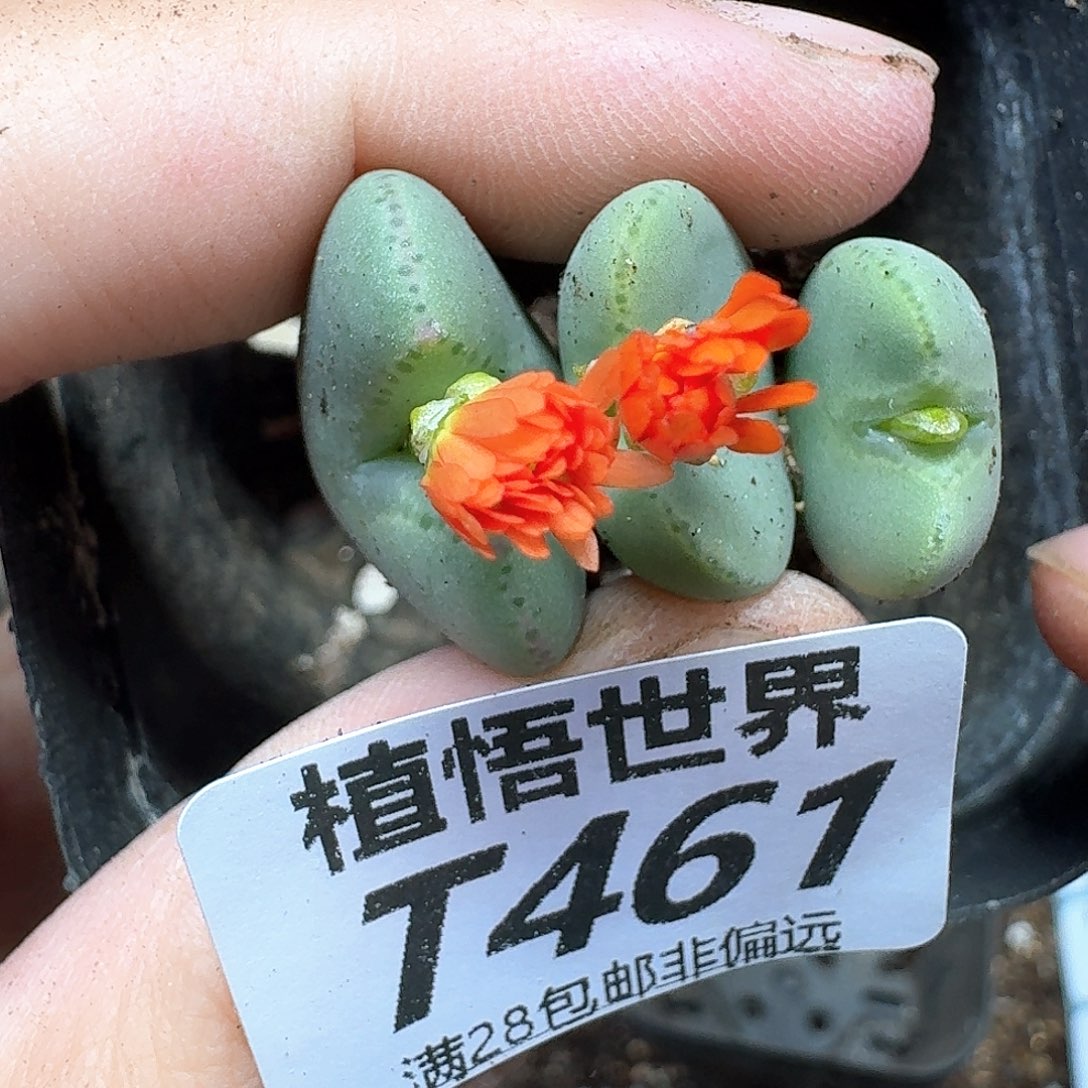 多肉植物的润泽rgb