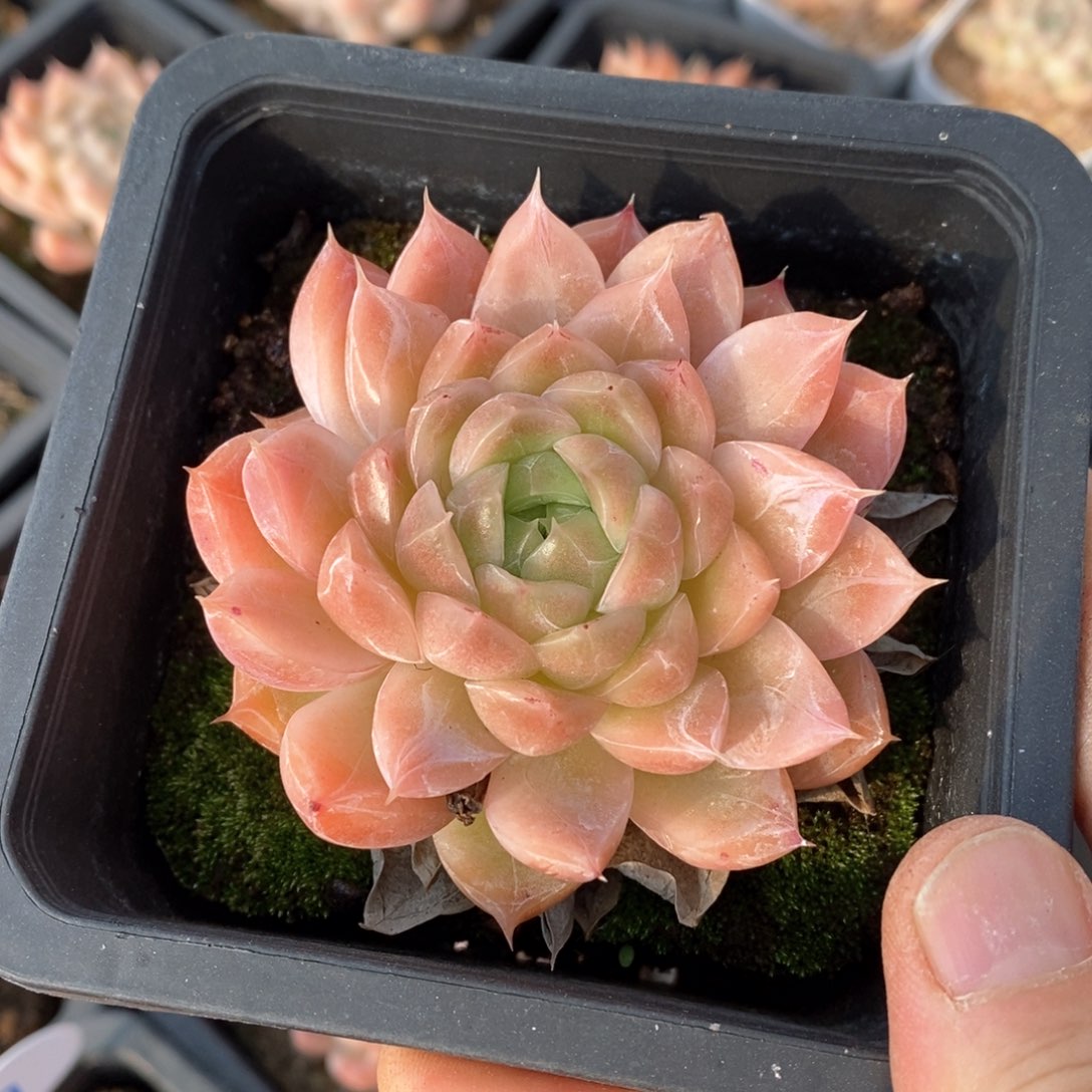 精品多肉一物一拍不包整331