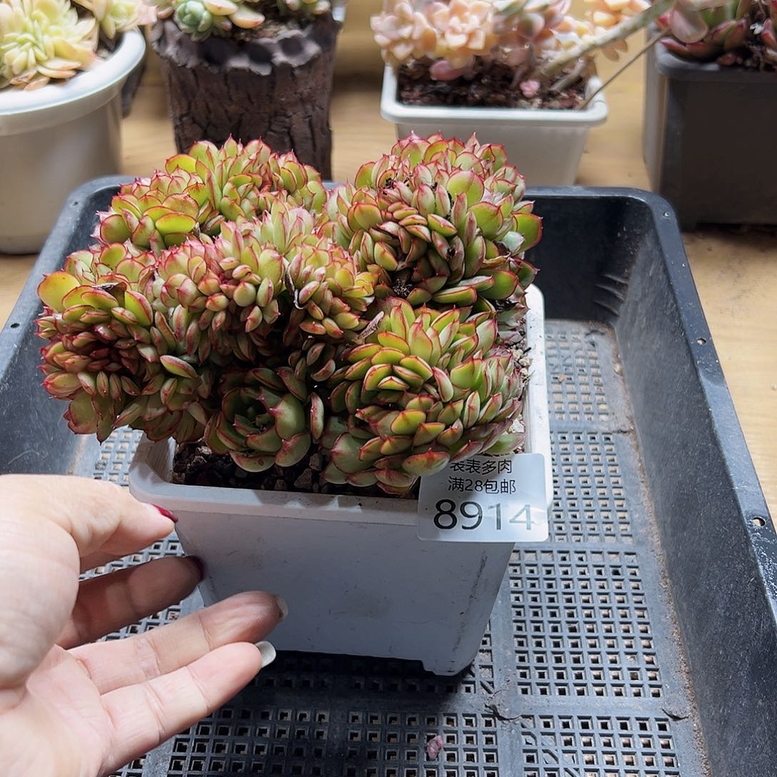 9号多肉一物一拍8914