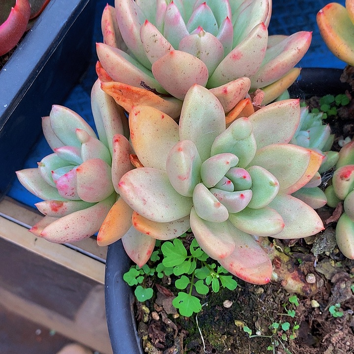 清***桔   奶油鳄梨多肉10039