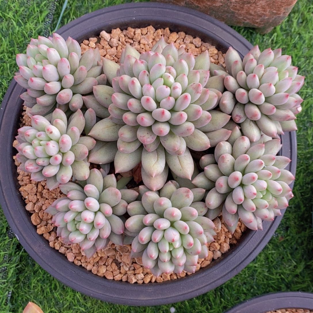 岩字 一物一拍 多肉