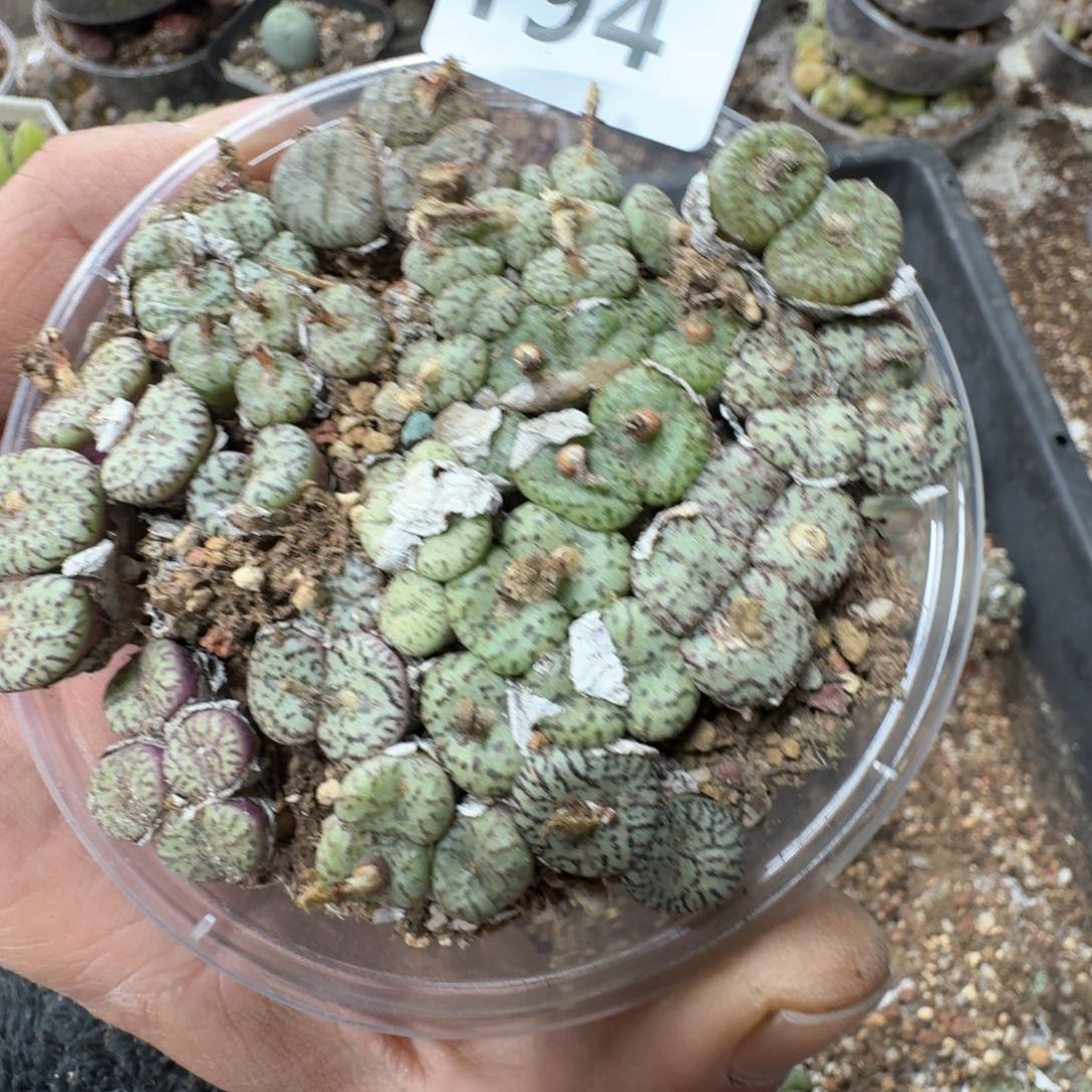 194。  安贞一盒多肉植物