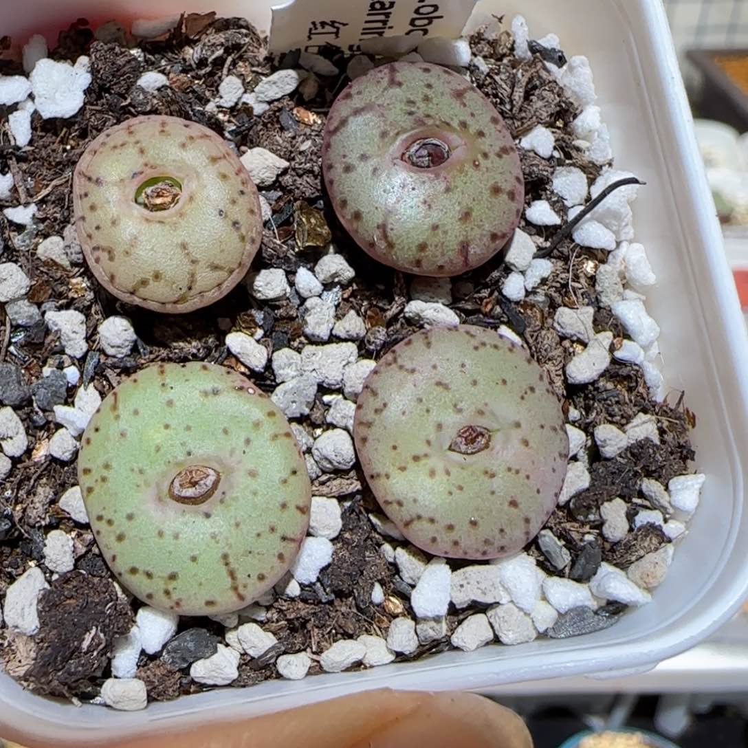 肉锥多肉植物百科-荷叶安贞一盆1009