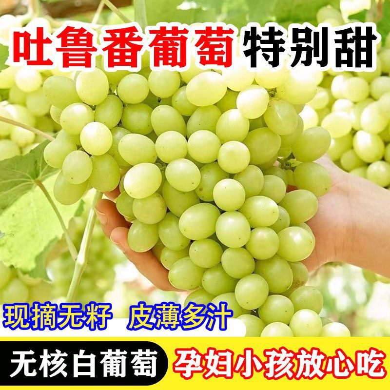 【川渝次日达】726-XX新疆吐鲁番无核白葡萄现摘当季马奶提子新鲜水果纯甜新疆维吾尔自治区