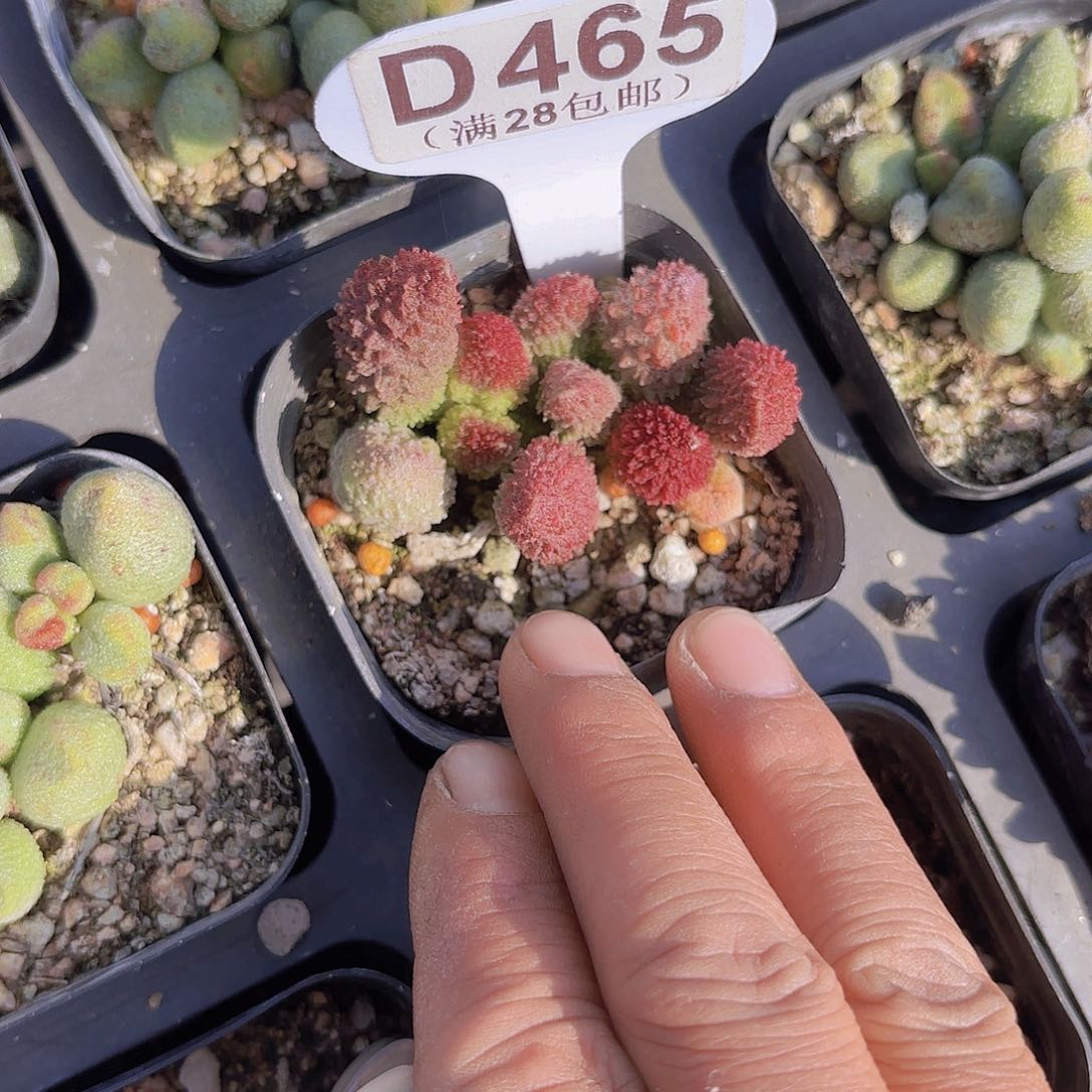 D465朱子语一物一拍