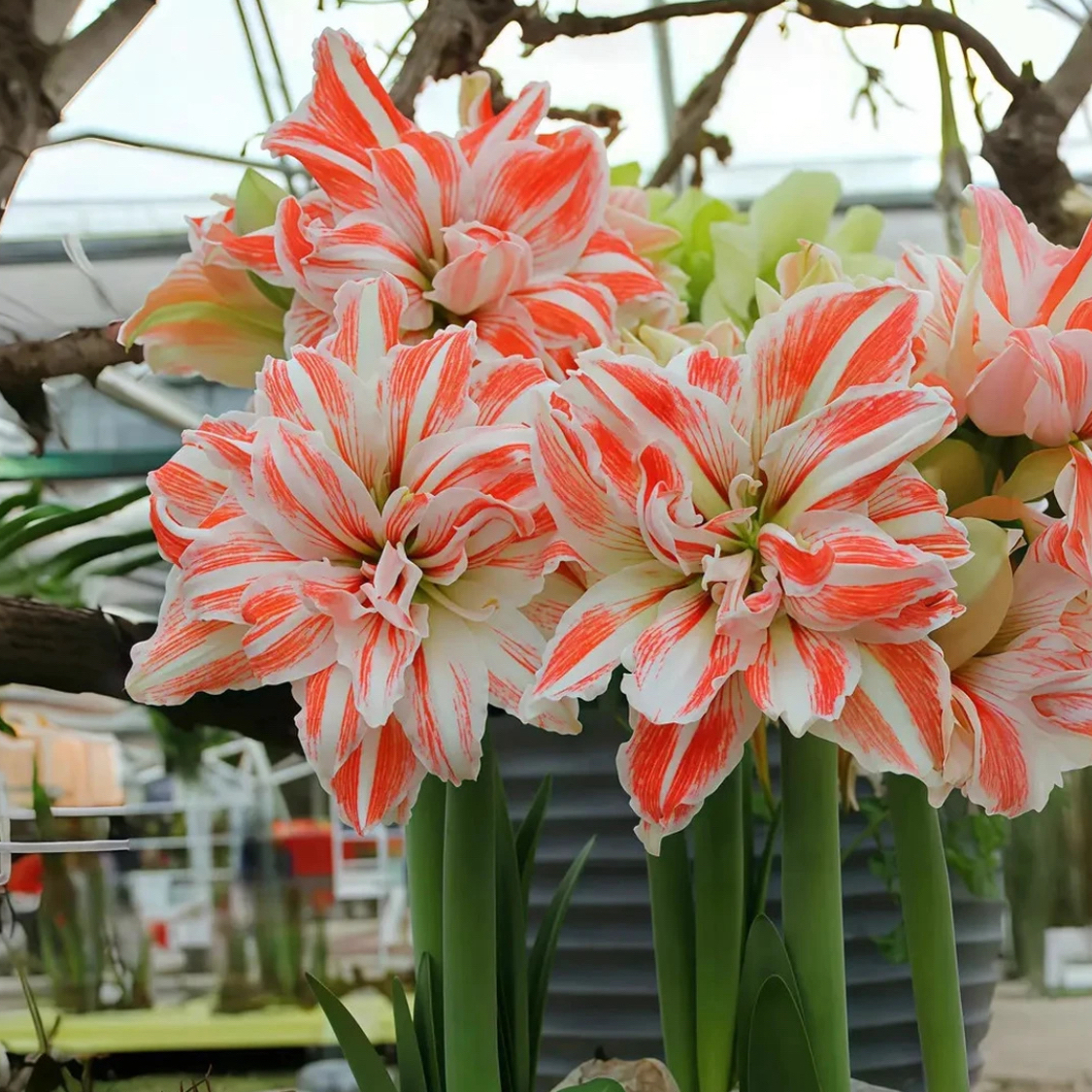 （小花匠花坊）舞蹈皇后～重瓣，荷兰品种基地自然种球