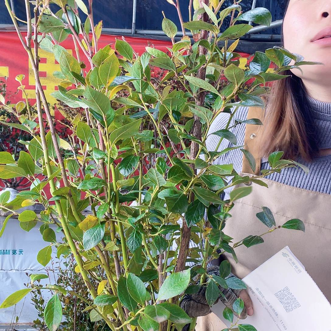 完全开放大果纯甜可口蓝莓