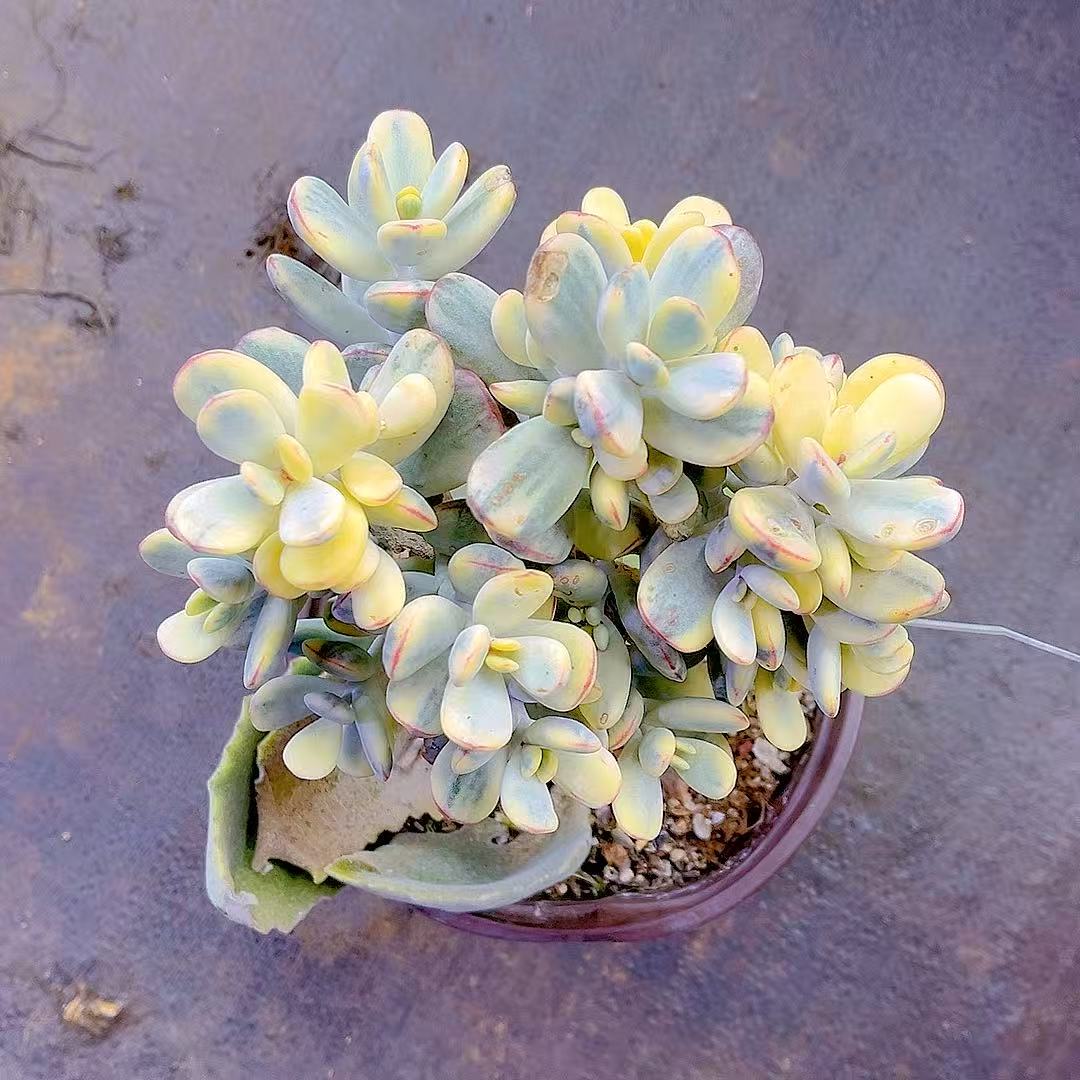 满15包邮（乒乓福娘锦）嫁接款 运输途中掉叶不售后 介意勿拍      