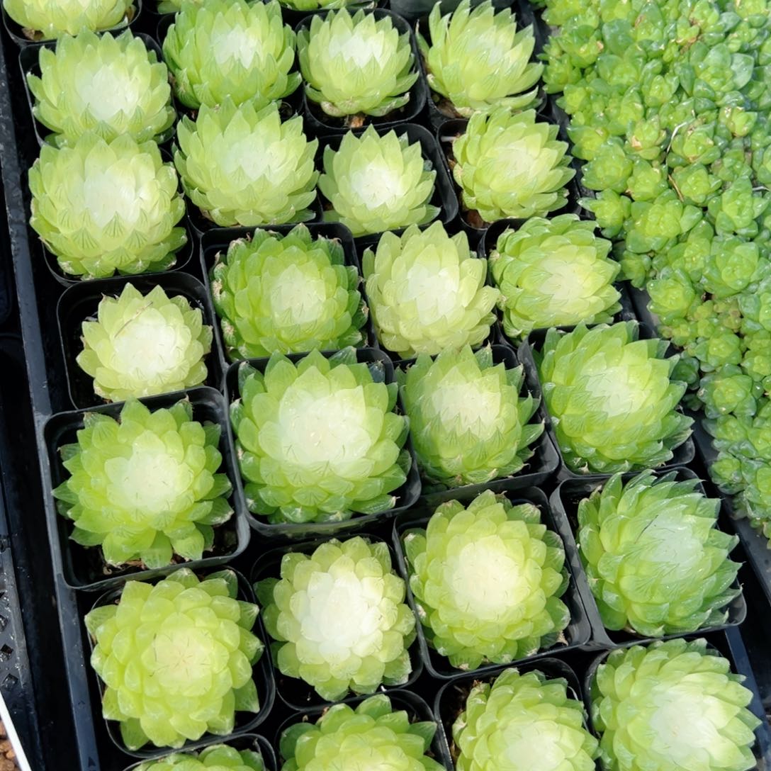 白莲花多肉植物一颗多肉