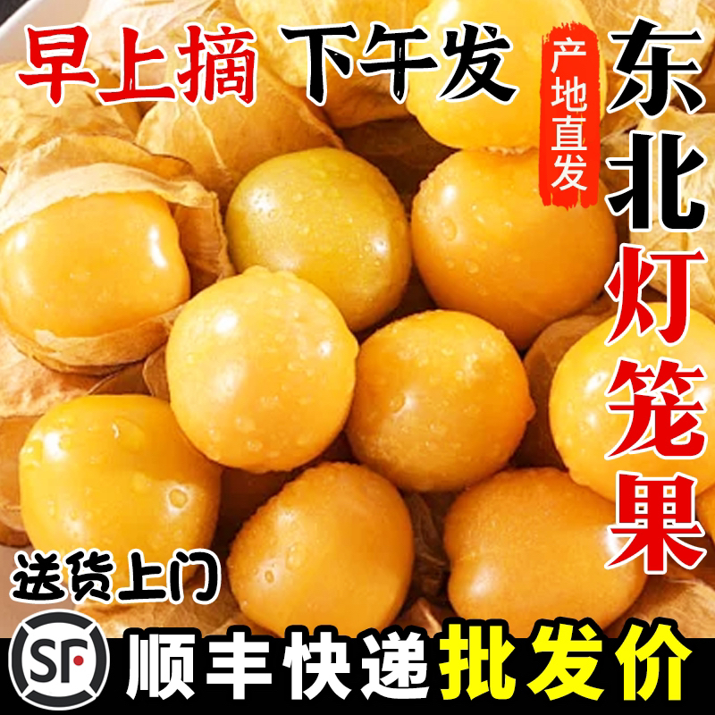 （顺丰）东北姑娘果灯笼果新鲜采摘香甜多汁当季稀有水果