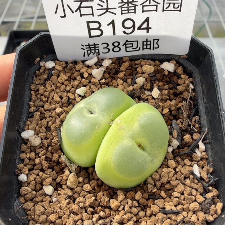 拉登双头 带盆发货