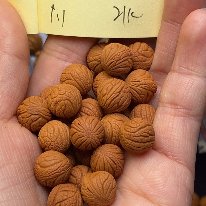 吊坠桃核秦龙纹桃核11尺寸