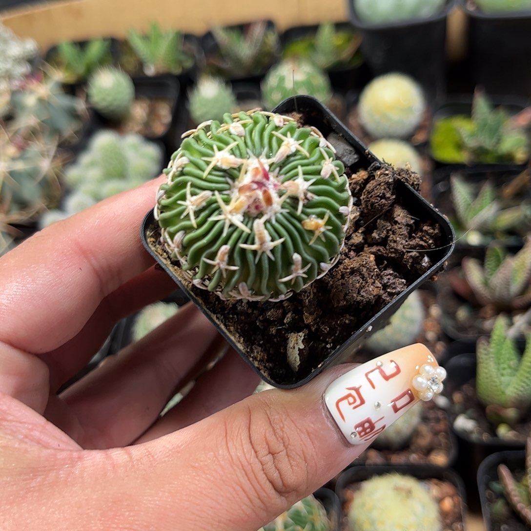 短豪刺太刀岚单头发货