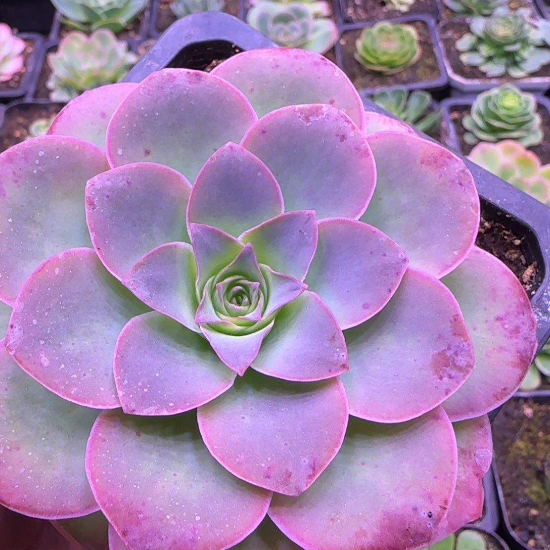 8厘米子紫粉色玫瑰11343434686