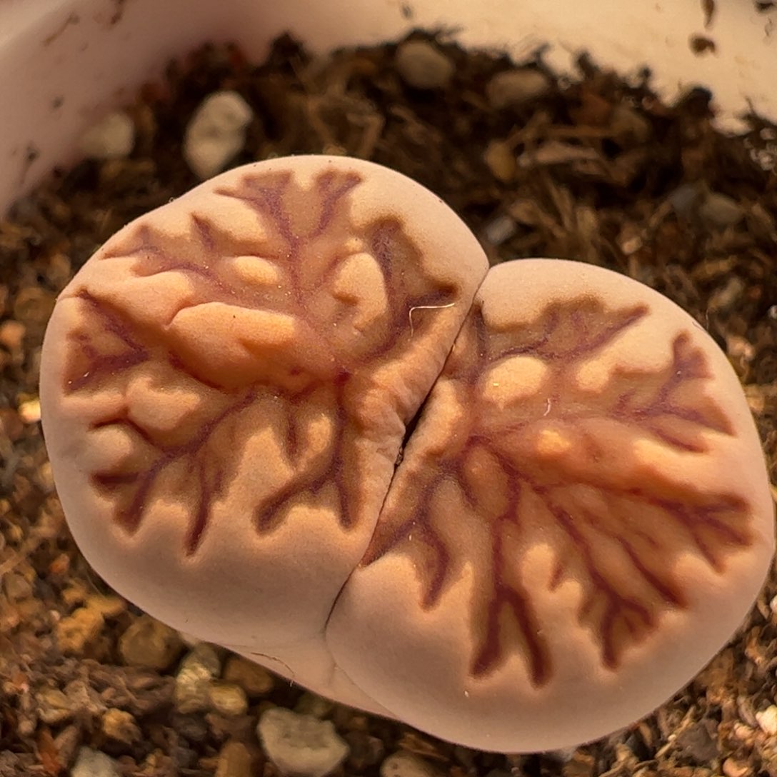 菊化石多肉植物百科