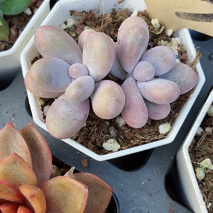 多肉植物蛋黄奶523