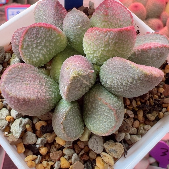 牛***花可以不用太担心我了吗你是