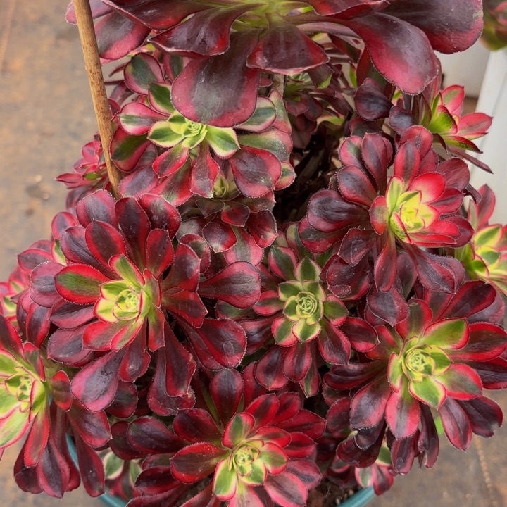 哈哈多肉葡萄福利015