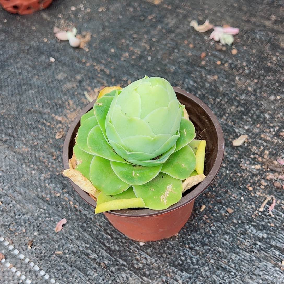 鸡蛋美人大单头冠幅8公分左右