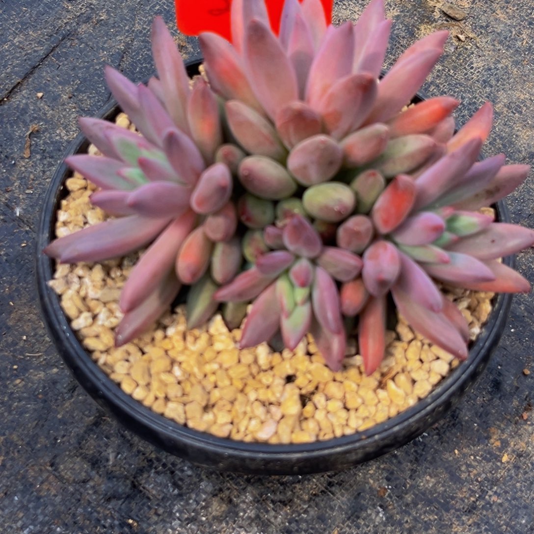 2317下午多肉植物群生