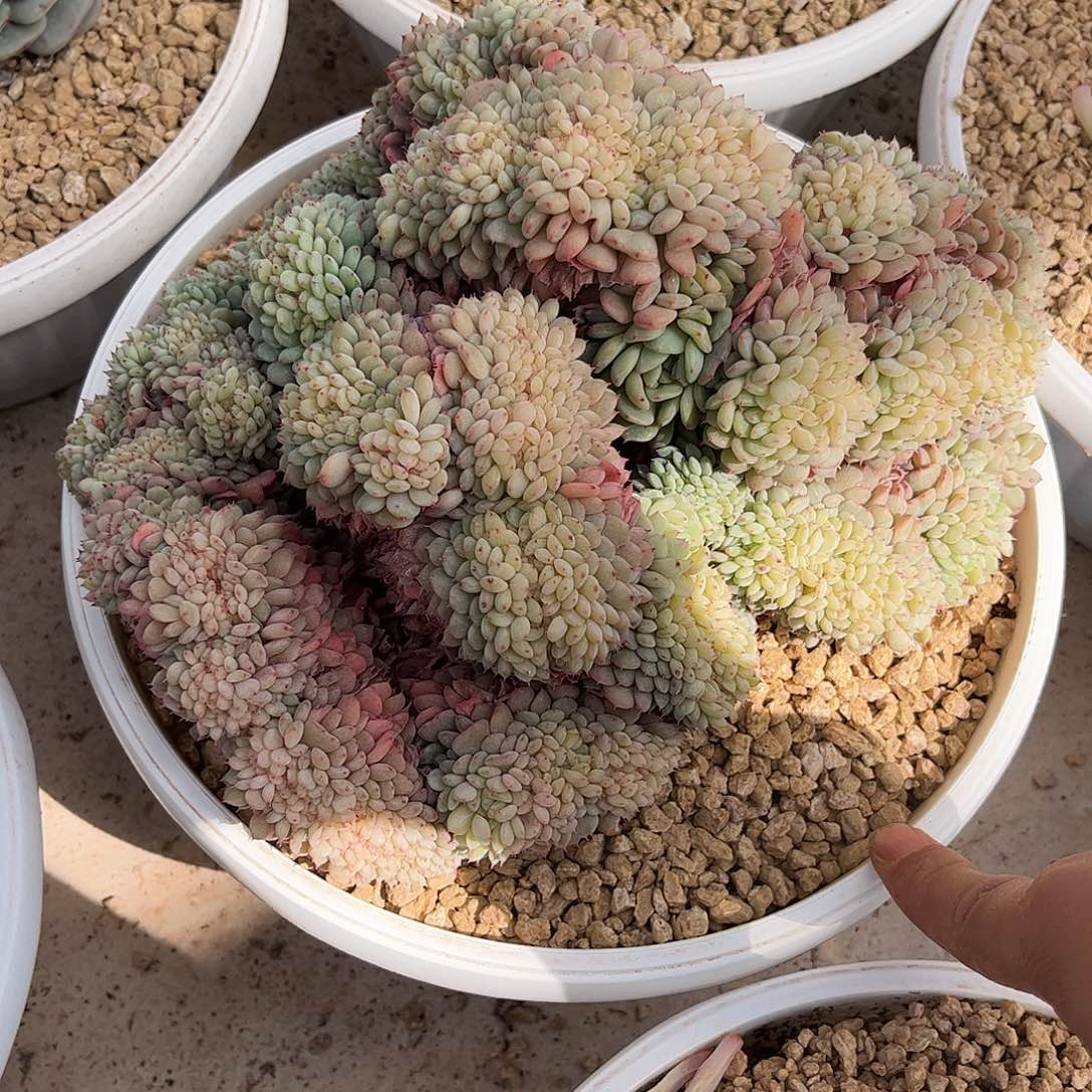 寄养链接的肉肉的