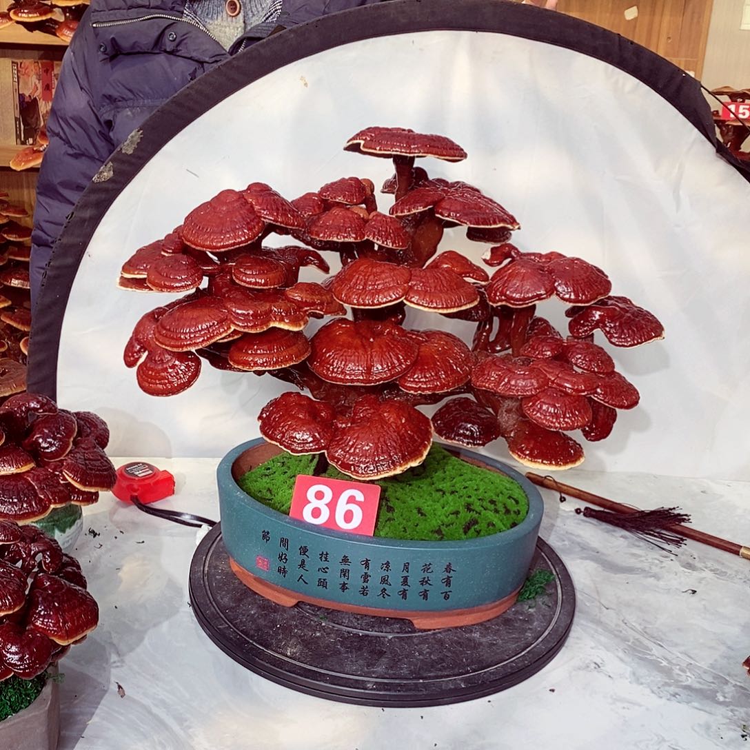 淘***乖无花朵发财树发财树发财树