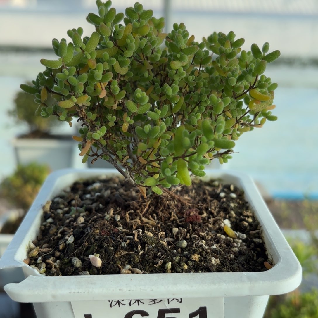 651蜜橘糖球枝干福利