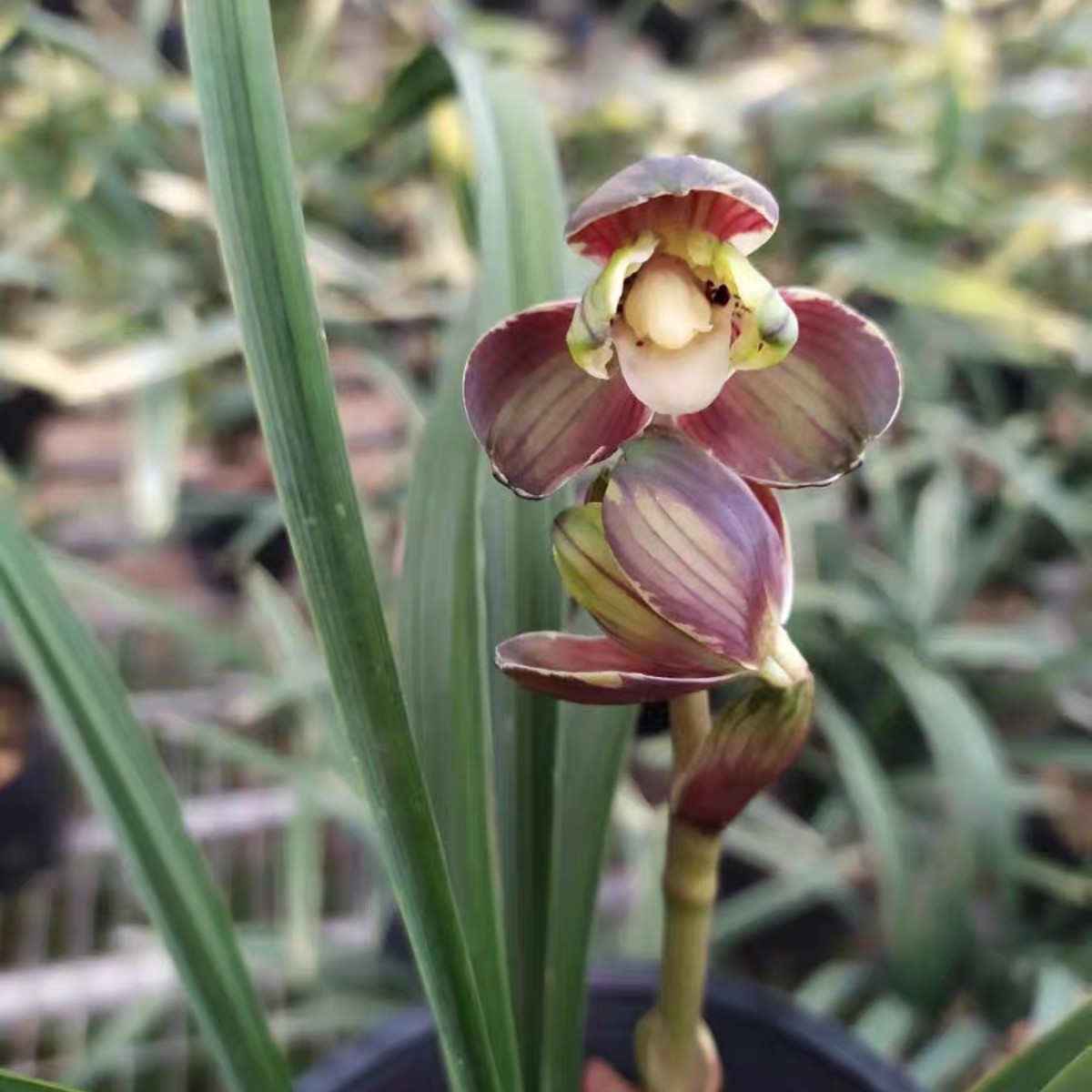 周周兰园一物一拍